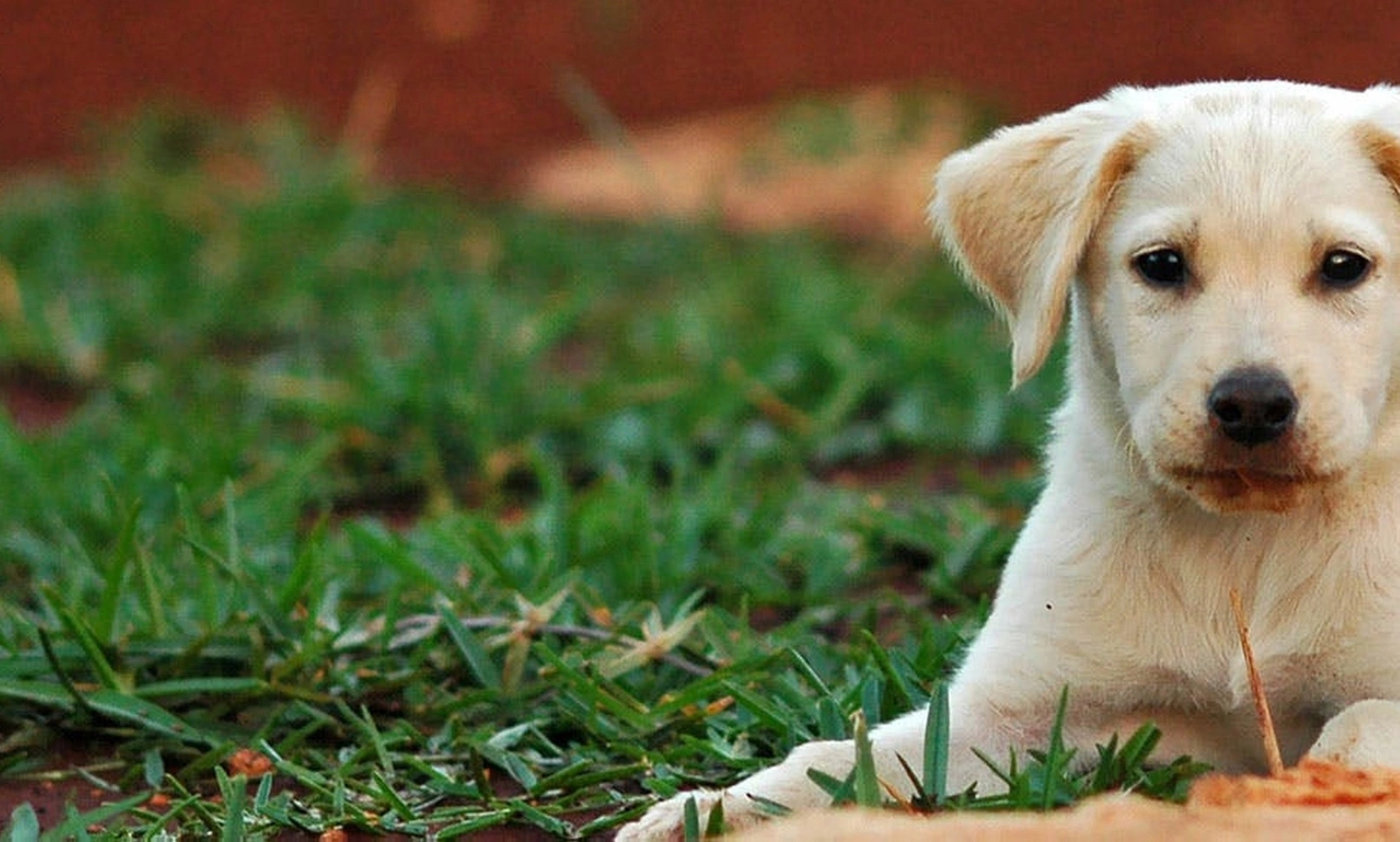 Premium coaching adaptation session